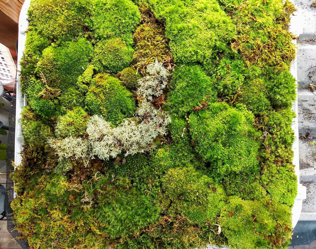 1 Gal. BAG Live KENTUCKY Mood/Fern/Shee