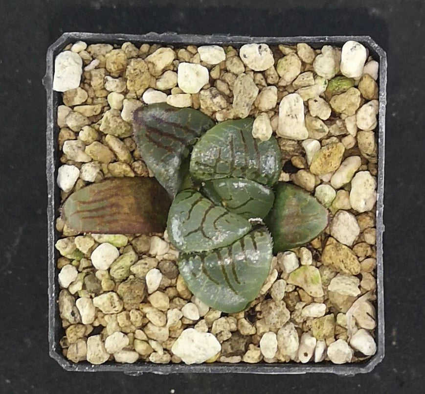 537 HW148Haworthia springbokvlake