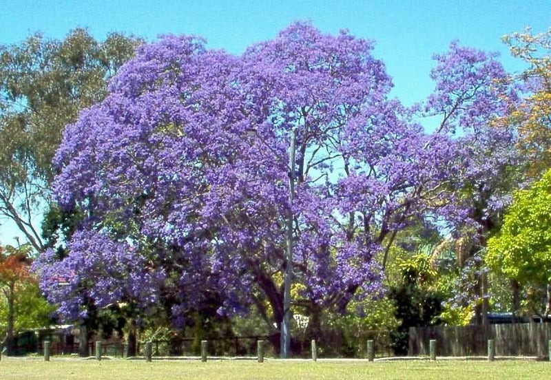 50 SEEDS - JACARANDA MIMOSIFOLIA TREE - Blue - GroCo USA - BUY 15-SHIPS FREE