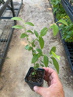 Blueberry - 'Pink Lemonade' - Vaccinium Rabbiteye  6-8 inches tall