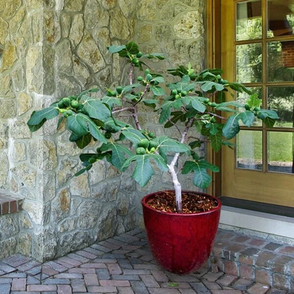 Fignomenal Dwarf Fig Tree ¨C Dwarf Fig Plant ¨C Self Fertile
