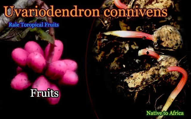 ~Uvariodendron connivens~ Red African Apple Califlorous Fruit Tree Plant