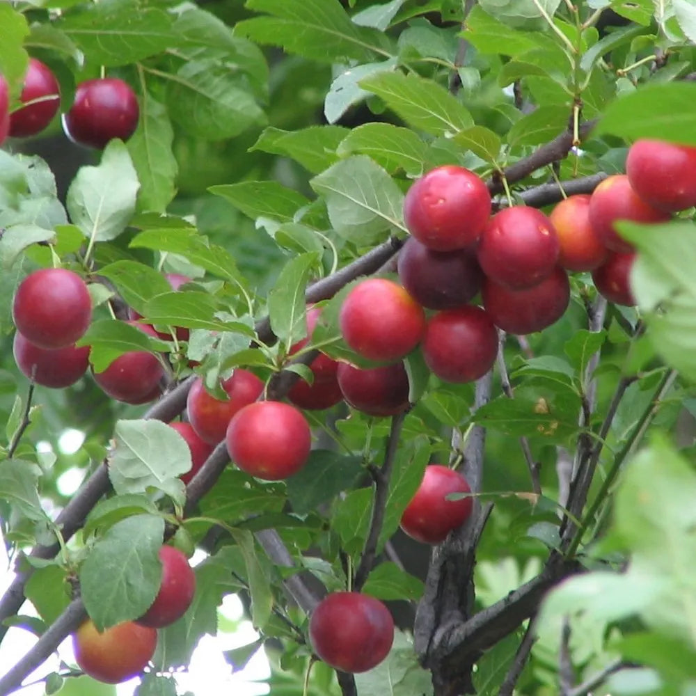 CHERRY PLUM Prunus Cerasifera / Myrobalan - 5 SEEDS