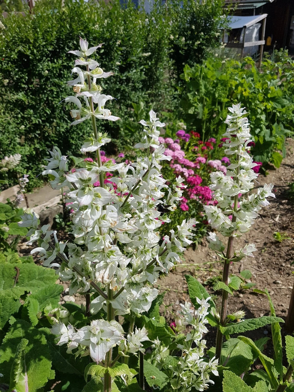 100 Clary Sage Seeds - Salvia sclarea - Non-GMO Medicinal Herb