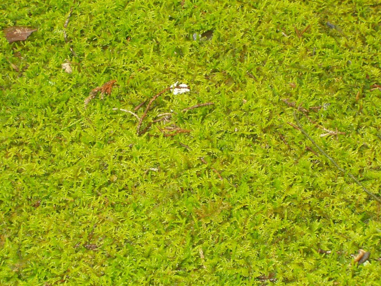 Fresh Fern Moss Perfect for Terrariums and Bonsai - Two 9x12 inch sheets