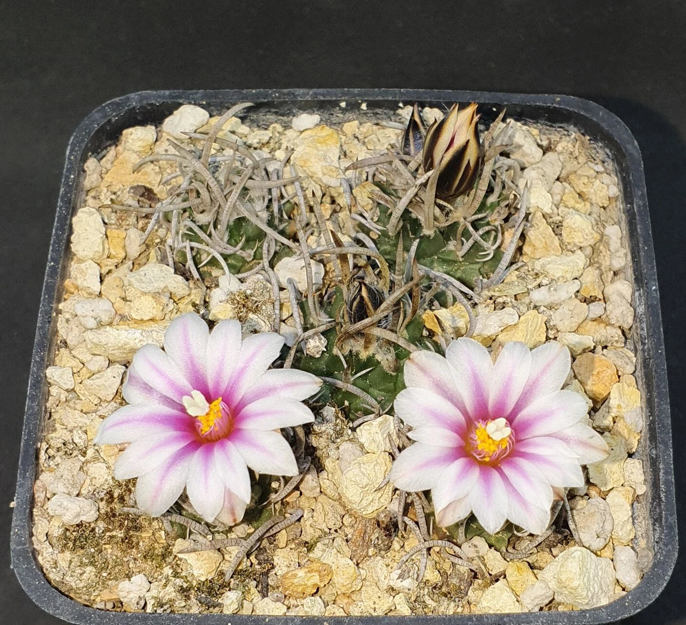 Turbinicarpus schmiedickeanu