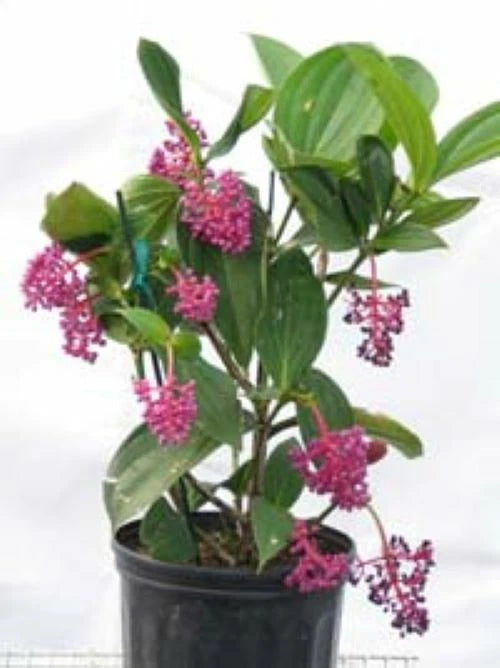 Medinilla Myriantha Malaysian Orchid Live Flowering Plant AKA Malaysian Grapes