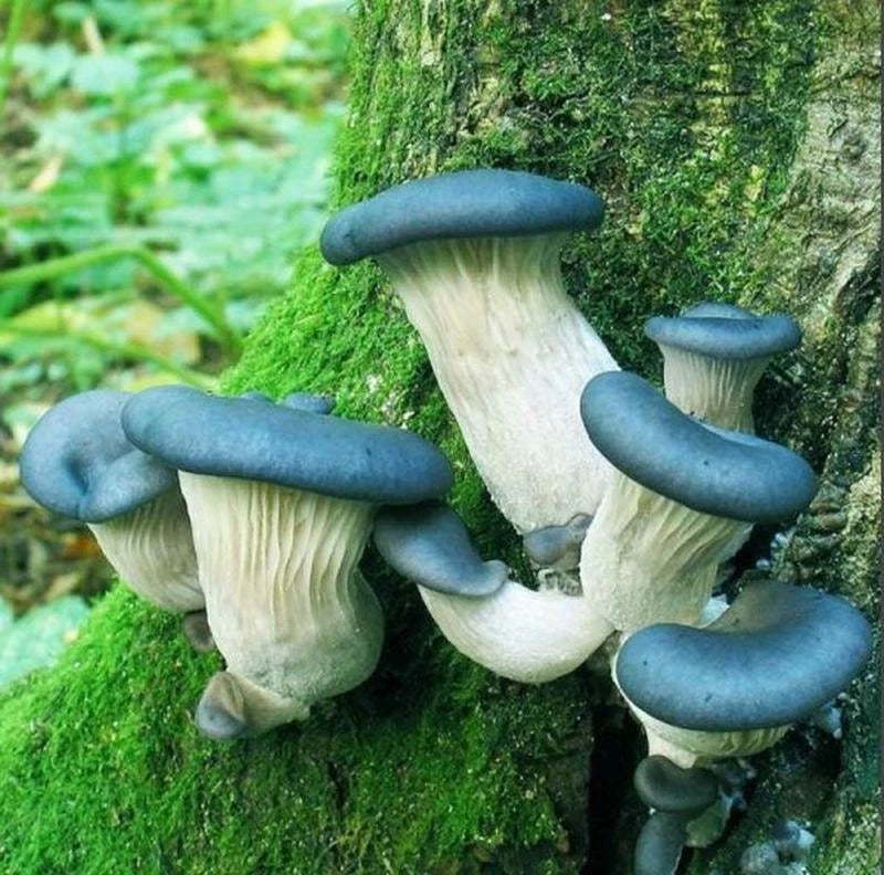 Seeds Mushroom Oyster Blue Mycelium Spawn Spores Organic Ukraine