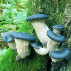 Seeds Mushroom Oyster Blue Mycelium Spawn Spores Organic Ukraine