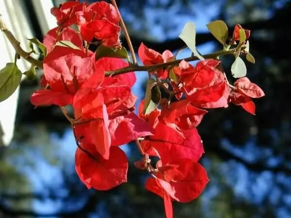 Bougainvillea - 'San Diego Red'