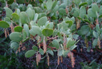WHITELEAF MANZANITA Arctostaphylos Viscida - 10 SEEDS. *LESS S&H