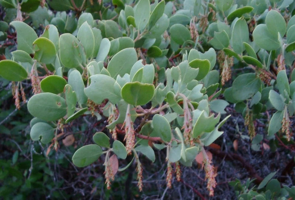 WHITELEAF MANZANITA Arctostaphylos Viscida - 10 SEEDS. *LESS S&H