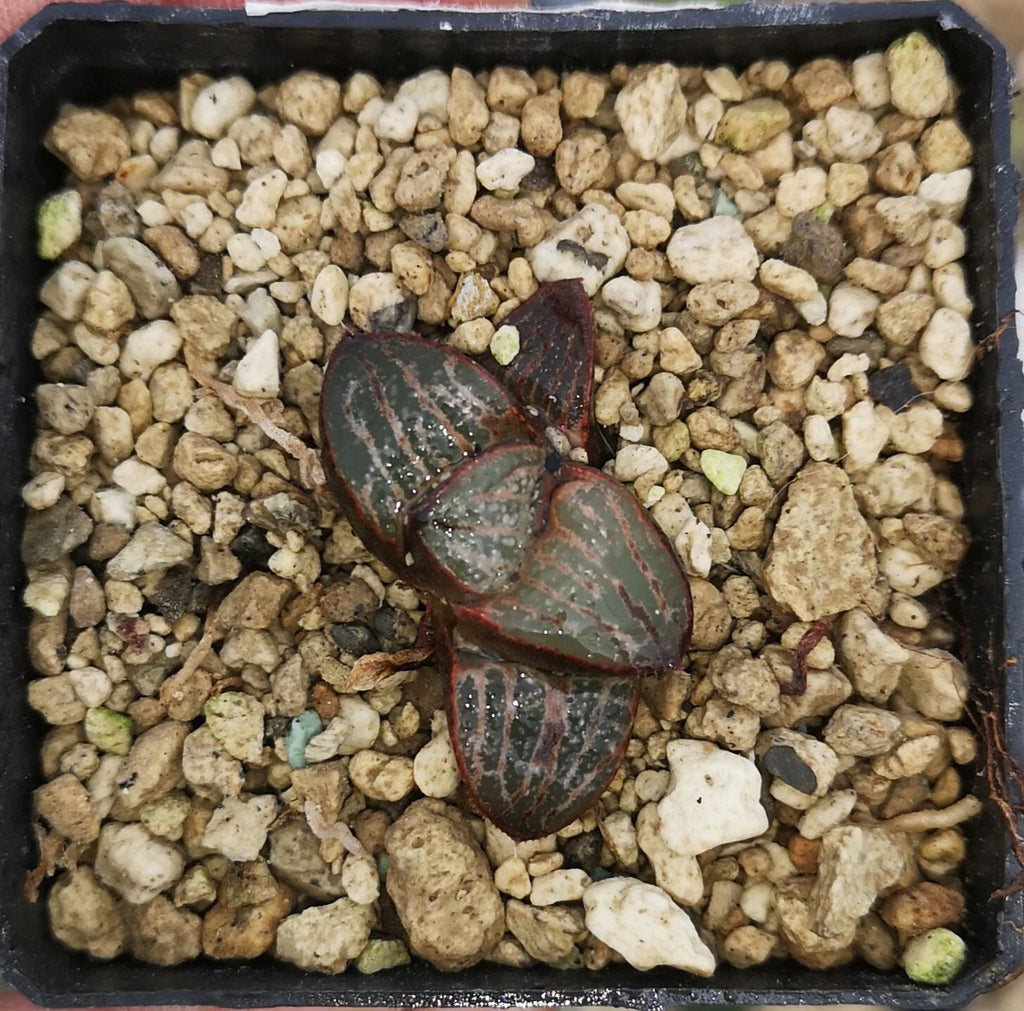HW112 Haworthia splendens 'Horigawa No.1', Phyto available