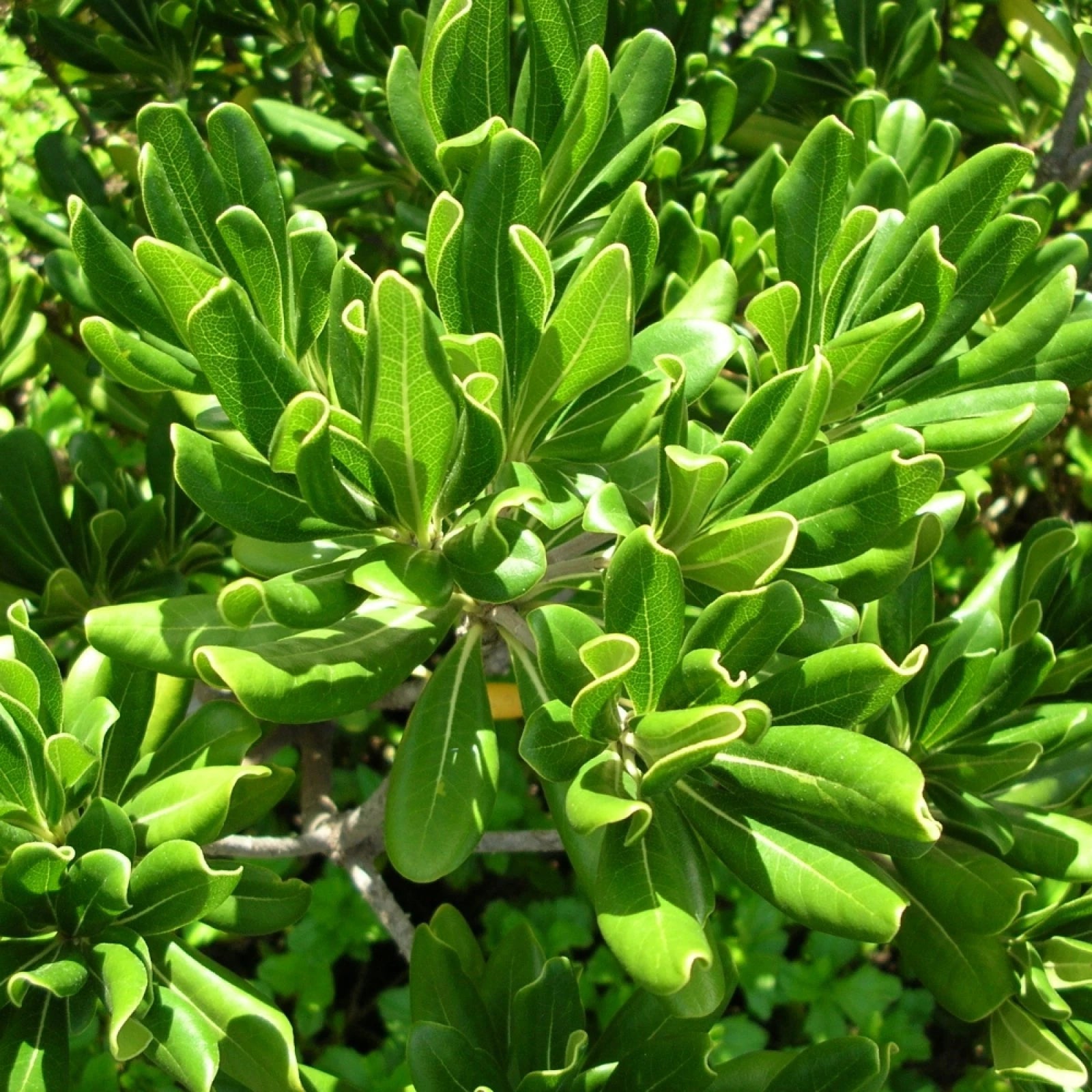 JAPANESE CHEESWOOD Pittosporum Tobira - 10+ SEEDS