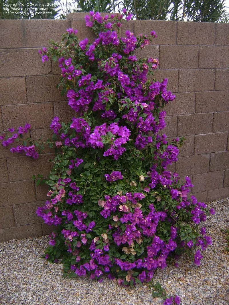 Well Rooted **VIOLET** Live Bougainvillea starterplug plant*