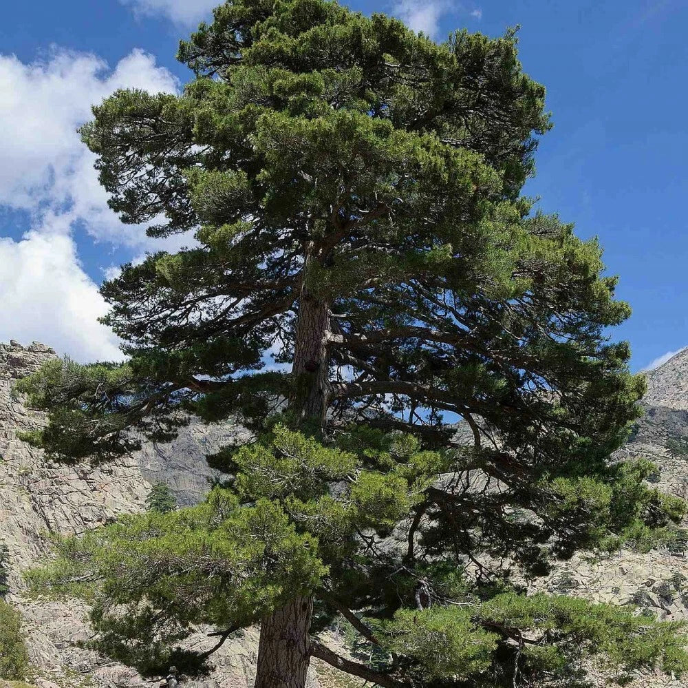 JAPANESE BLACK PINE Pinus Thunbergii - 30+ SEEDS