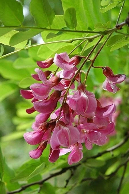 Indigofera tinctoria | Bengal or Madras or True Indigo | 100_Seeds