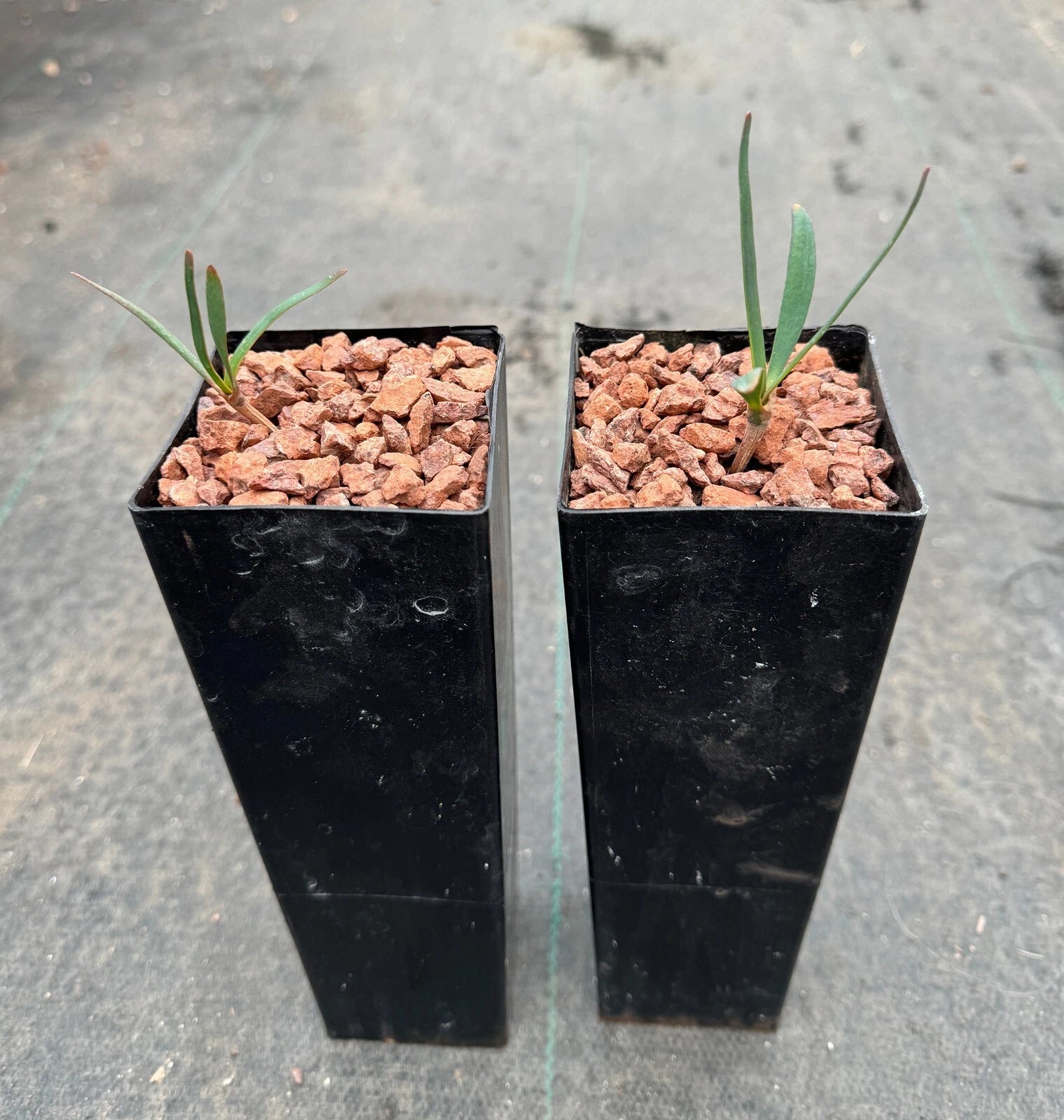 Welwitschia mirabilis regular size