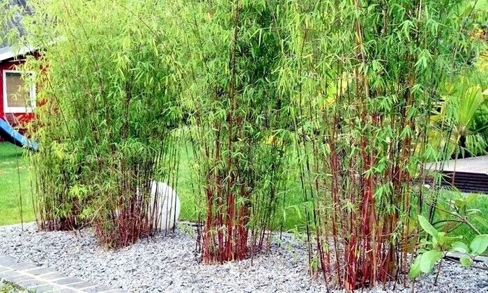 10 RED DRAGON CLUMPING BAMBOO SEEDS