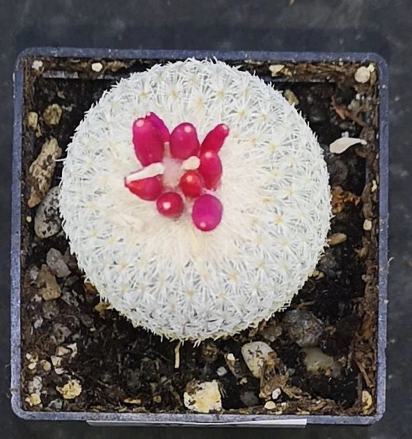 Epithelantha micromeris ssp. pachyrhiza read description!