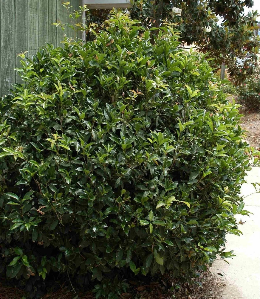 TEA OLIVE Osmanthus Fragrans - 5+ SEEDS