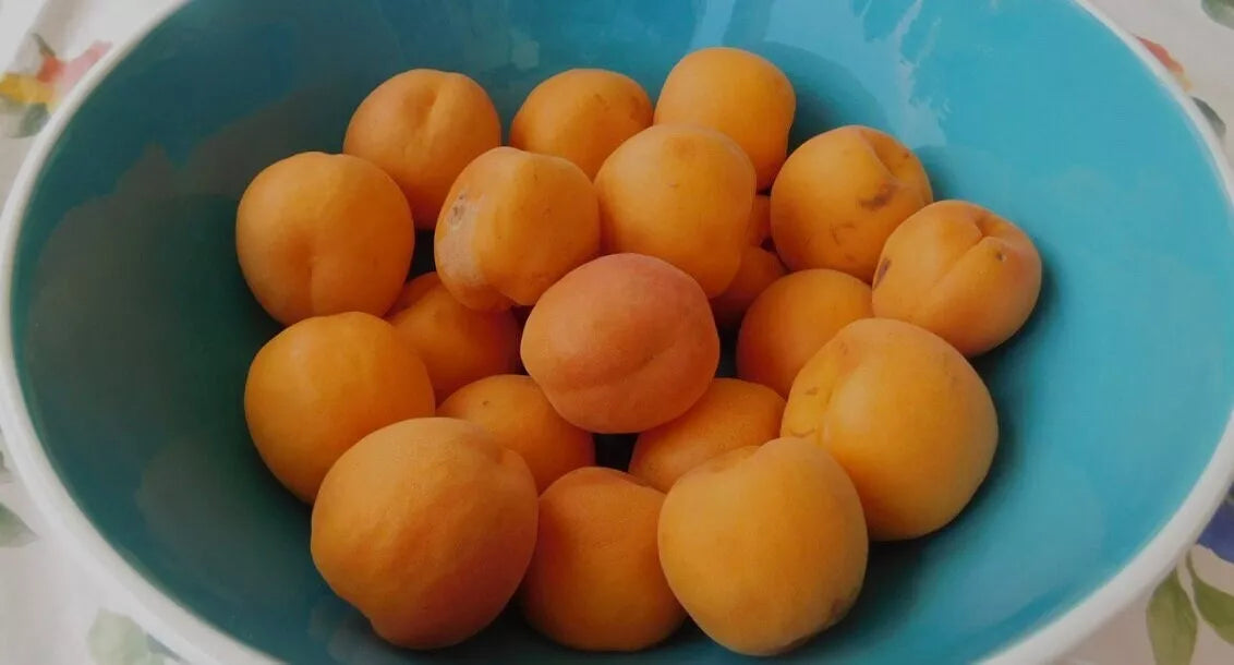 5 Organic Rare Delicious Royal Apricot live Cuttings for grafting Guaranteed.