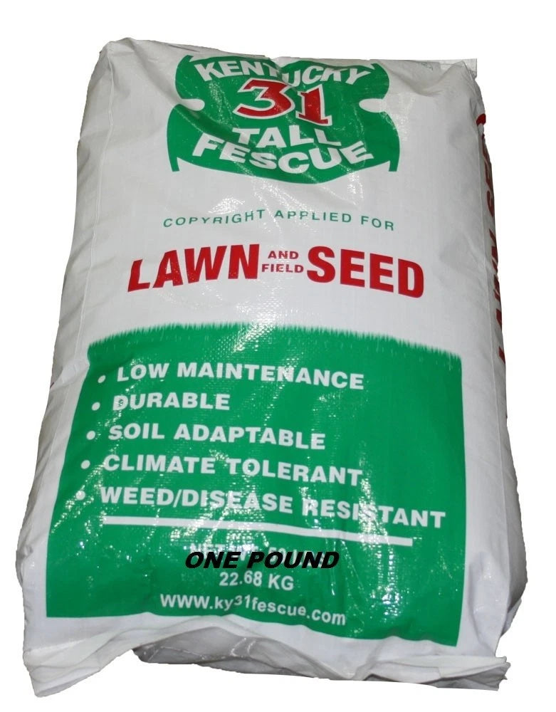 Kentucky 31 Lawn & field Tall Fescue Grass Seed 1 Pound FREE SHIPPING!!