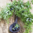 COMMON JUNIPER Juniperus Communis - 5+ SEEDS