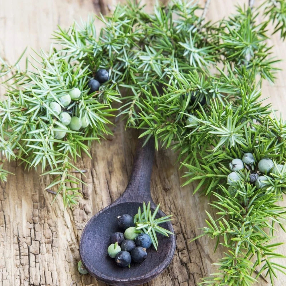 COMMON JUNIPER Juniperus Communis - 5+ SEEDS