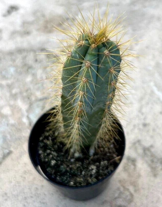 Pilosocereus Azureus, 'Blue Candle', Comes in a 2.5 Pot