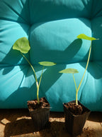 **JACKS GIANT** Elephant Ear Colocasia Esculenta Starter Plant**USA Seller**