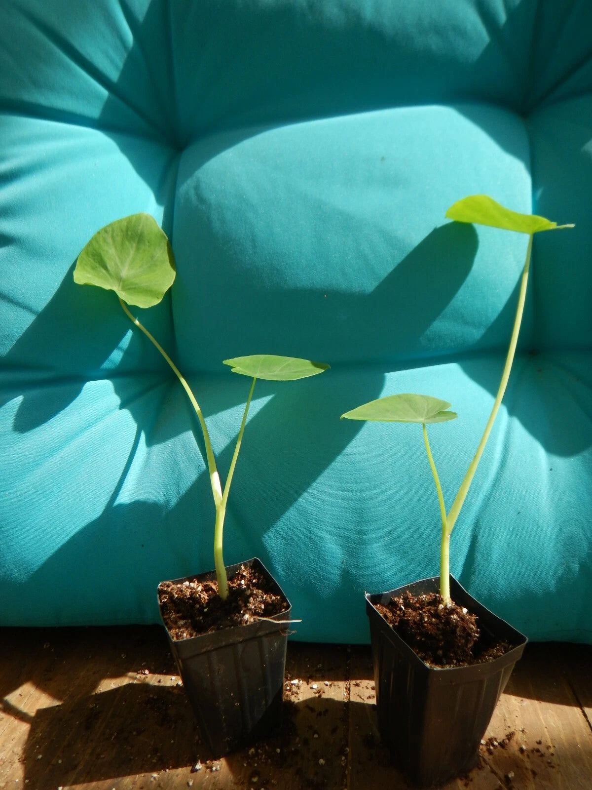 **JACKS GIANT** Elephant Ear Colocasia Esculenta Starter Plant**USA Seller**