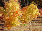 15 THREE FLOWER MAPLE SEEEDS - Acer trifolium