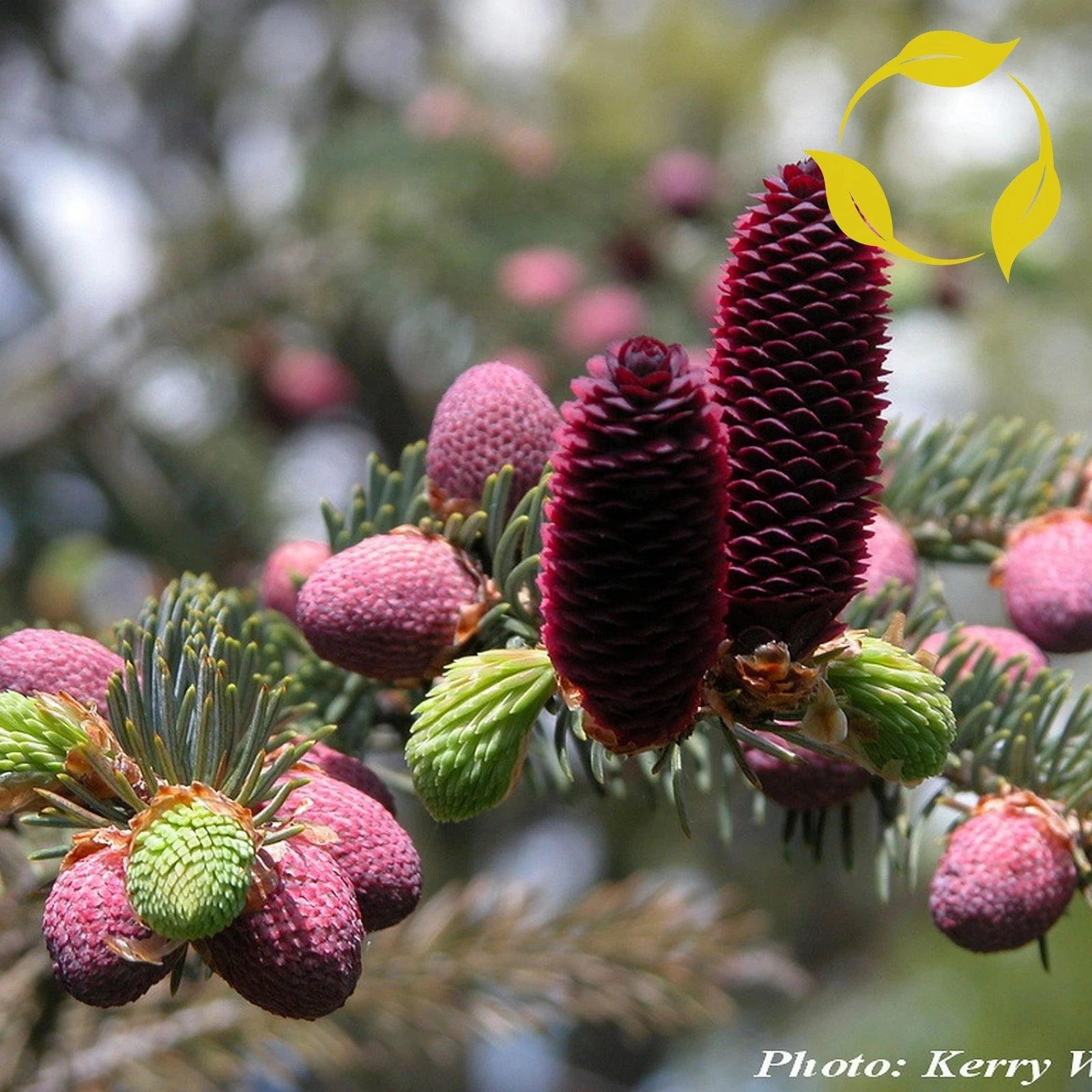 LIJIANG SPRUCE Picea Likiangensis - 15+ SEEDS