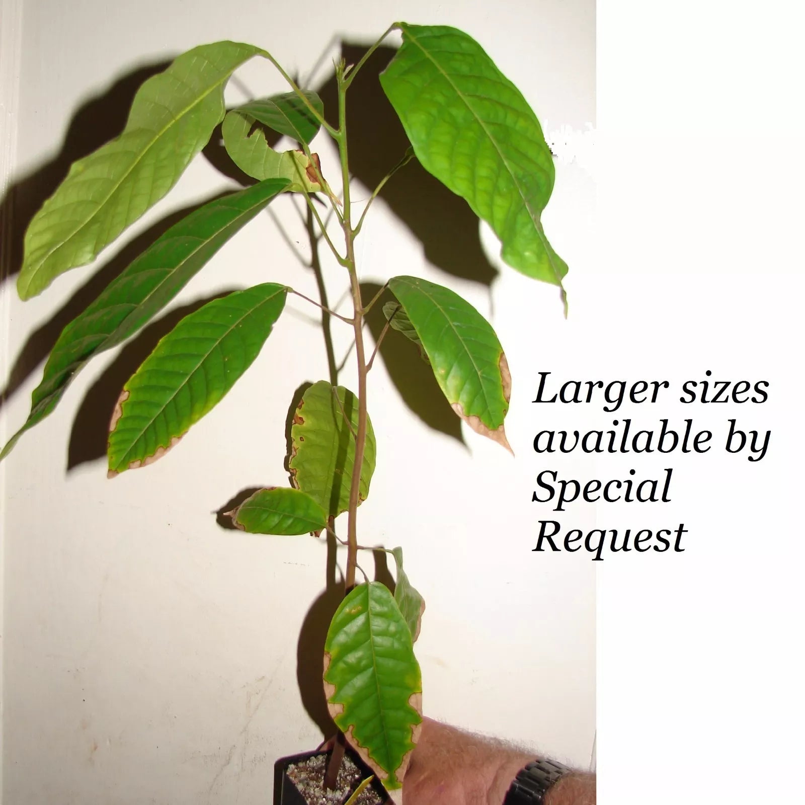 ~CACAO~ seedling Cocoa healthy Chocolate Tree Tropical Fruit small POT'D starter