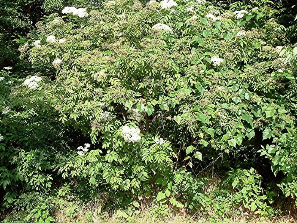 AMERICAN ELDERBERRY Sambucus Canadensis - 25 SEEDS. FREE S&H