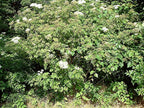 AMERICAN ELDERBERRY Sambucus Canadensis - 25 SEEDS. FREE S&H