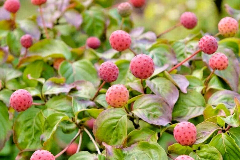 12 SANTOMI KOUSA DOGWOOD SEEEDS  - Cornus kousa 'Satomi'   pink flowers