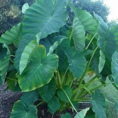 **JACKS GIANT** Elephant Ear Colocasia Esculenta Starter Plant**USA Seller**