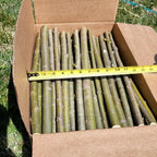 15 HUGE THICK Austree Hybrid Willow Tree Cuttings DIRECT FALL PLANTING 18 inch