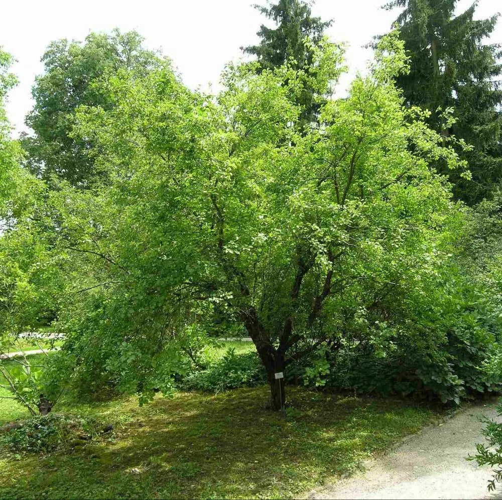 EUROPEAN BUCKTHORN Rhamnus Cathartica - 25+ SEEDS