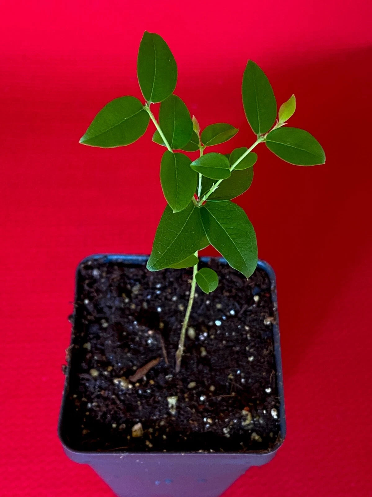 Jaboticaba Plinia Coronata Jabuticaba Fruit Tree tropical Plant VERY RARE!