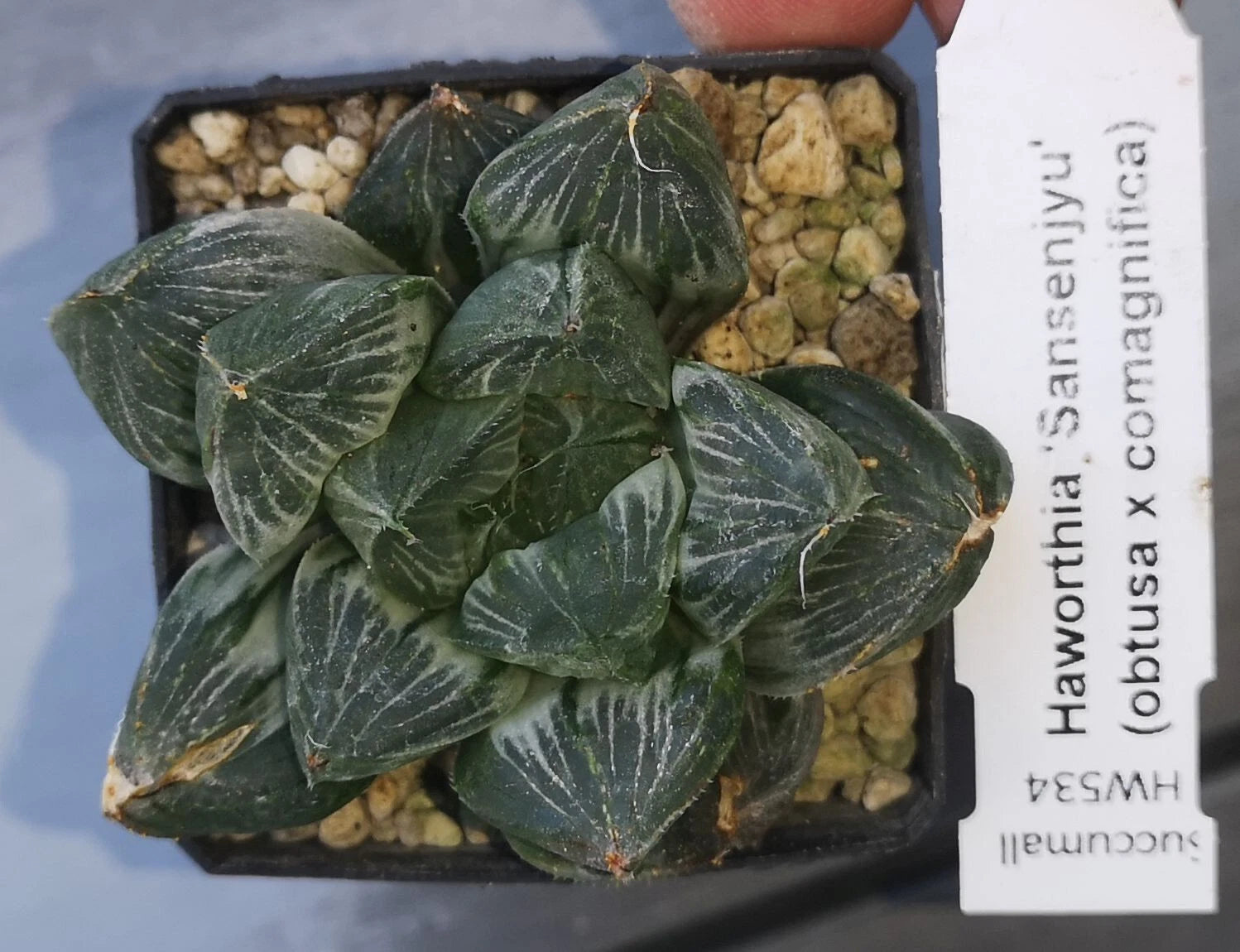 HW534 Haworthia 'Sansenjyu' obtusa x comagnifica variegated, Phyto available