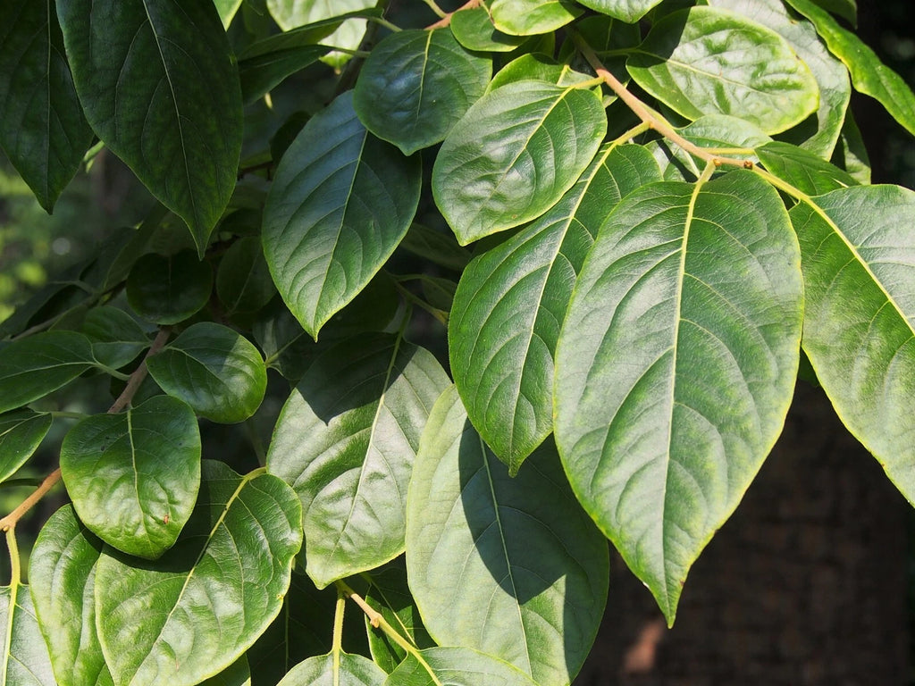 15 Date Plum Seeds - Diospyros lotus - Non-GMO Fruit Seeds