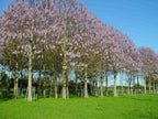 BEAUTIFUL PAULOWNIA TREE Paulownia Elongata - 200 SEEDS. *LESS S&H