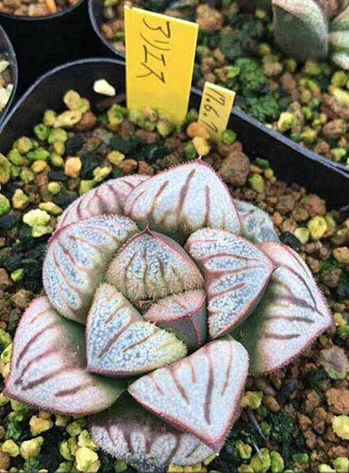 HW167 Haworthia splendens 'ARIES', Phyto available