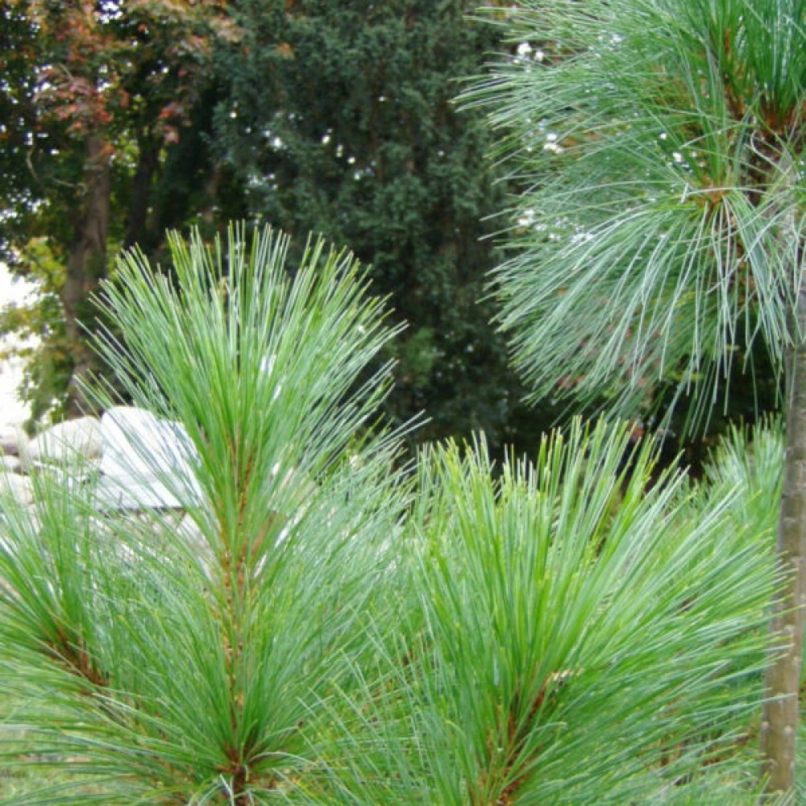 HIMALAYAN BLUE PINE Pinus Wallichiana griffithi - 10 SEEDS