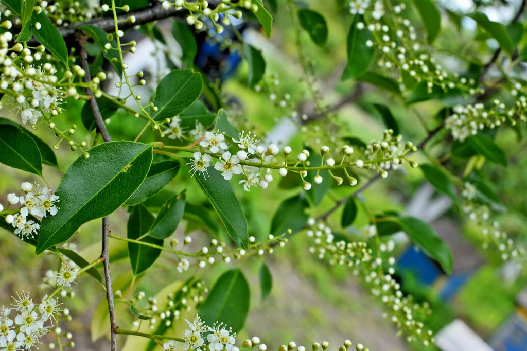 20 BLACK CHERRY SEEDS | SWEET EDIBLE FRUIT | USA Native Tree Prunus serotina