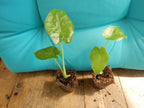 ***CALIDORA*** Elephant Ear Alocasia Live Starter Plant**COLD HARDY**GETS HUGE!