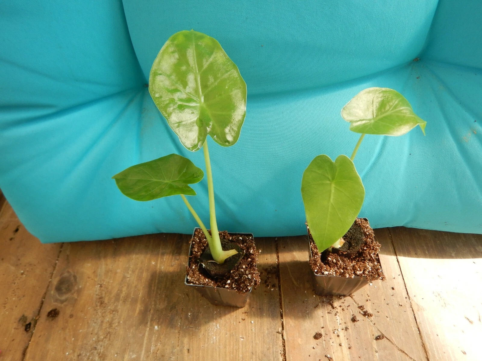 ***CALIDORA*** Elephant Ear Alocasia Live Starter Plant**COLD HARDY**GETS HUGE!